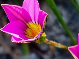 Romulea rosea partly open corolla